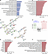 B cell ROCK1 controls a distinctive phospho-proteomic profile.