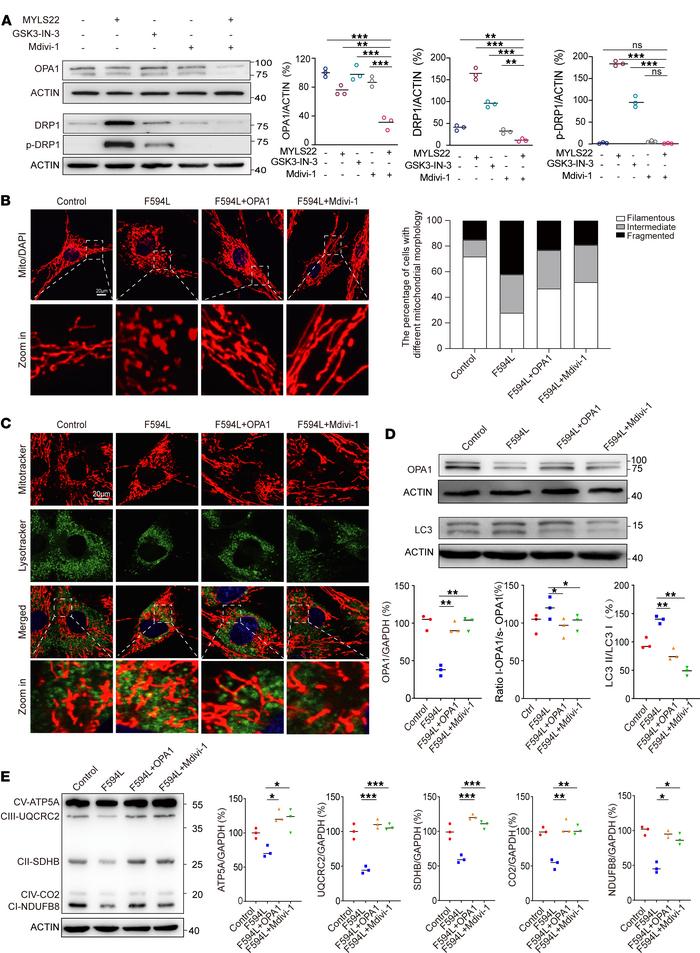 Mdivi-1 ameliorates mitochondrial morphology and autophagy dysregulation...