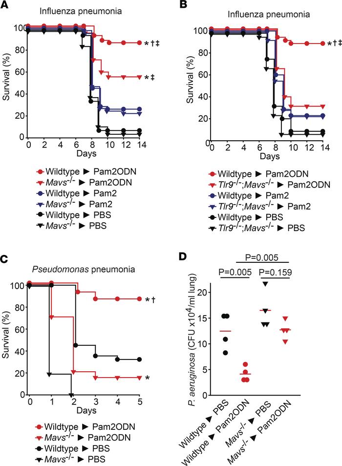 MAVS is required for ODN protection against pneumonia.
(A) Wild-type or ...