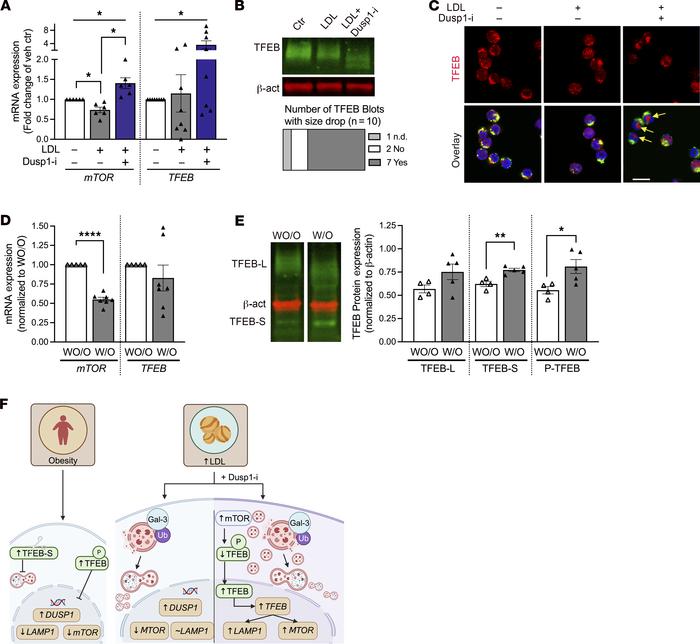 Dusp1 inhibition rescues LDL-induced lysosome depletion via mTOR and TFE...