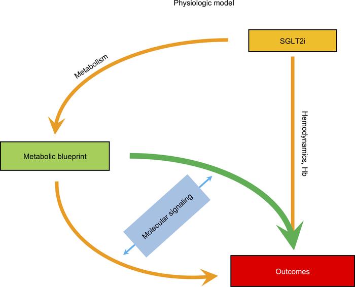 Organization of current results into a minimal physiologic model.
A cons...