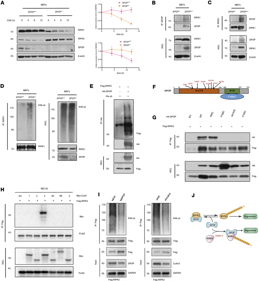 SPOP interacts with RIPK1/RIPK3 and influences their ubiquitination.
(A)...