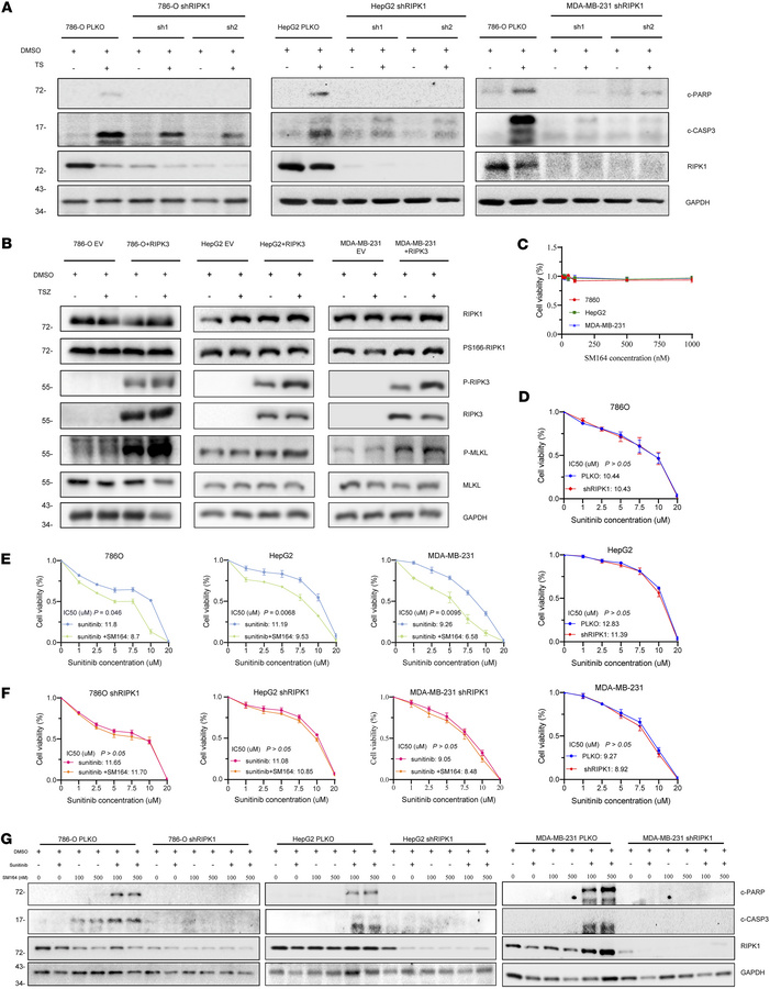 RIPK1 expression is associated with the sensitivity to sunitinib and SM1...