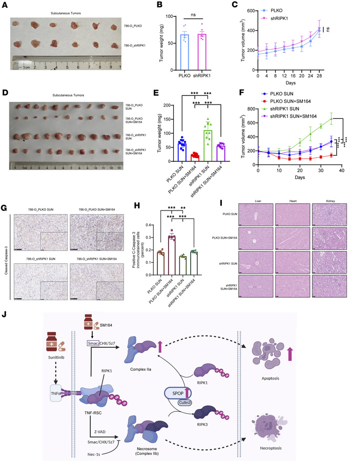 SM164 enhances antitumor activity of sunitinib on xenograft models.
(A–C...