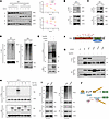 SPOP interacts with RIPK1/RIPK3 and influences their ubiquitination.