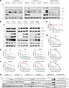RIPK1 expression is associated with the sensitivity to sunitinib and SM164