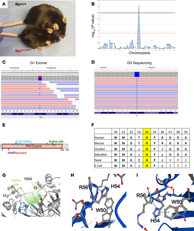 
Benadryl has a viable, hypomorphic allele of Mpi, which causes a small ...