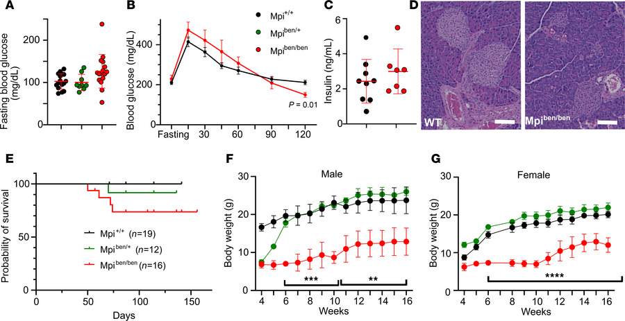 Metabolism is intact in benadryl mice.
(A) Fasting blood glucose after 6...