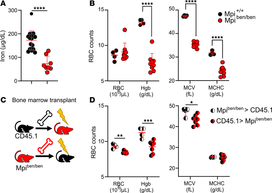 
Mpi deficiency causes a microcytic, hypochromic iron deficiency anemia ...