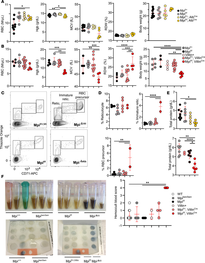 Anemia and low BW are caused by intestine-specific Mpi deficiency.
(A) R...