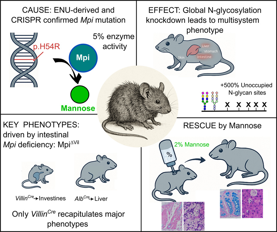 graphical abstract