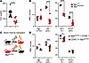 Mpi deficiency causes a microcytic, hypochromic iron deficiency anemia due