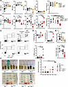 Anemia and low BW are caused by intestine-specific Mpi deficiency.