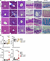 Histopathology of stomach and colon linked to intestinal Mpi deficiency.