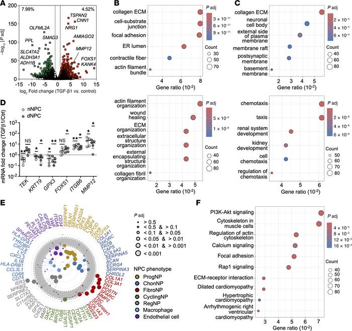 Transcriptomic analysis of TGF-β1–treated human dNPC.
(A) Volcano plot o...