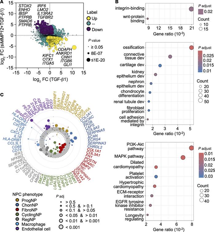 Pathway regulation by MMP12 in human dNPC.
(A) Gene expression plot of T...