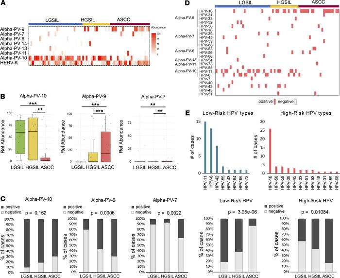 Viral composition of LGSIL, HGSIL, and ASCC.
(A) Relative abundance heat...