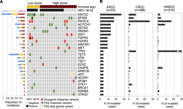 Mutational profiles among squamous cell carcinomas.
(A) Tile plot of the...