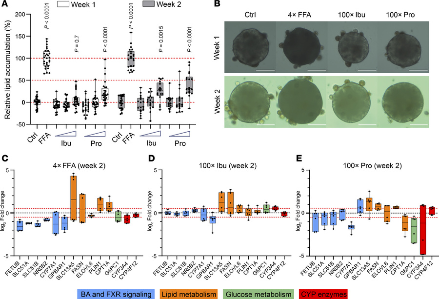 Pro and Ibu induce lipid accumulation in human 3D liver spheroids by alt...