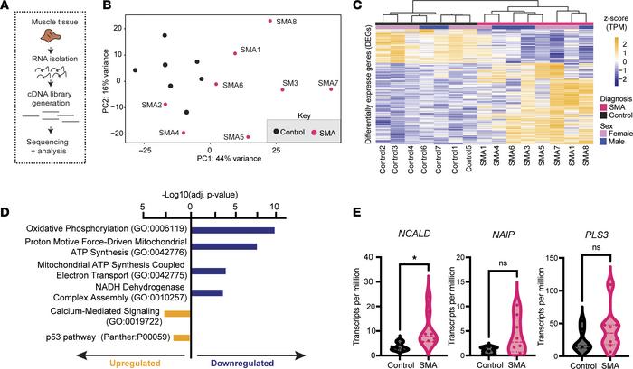 Transcriptional characterization of treated SMA and control muscle sampl...