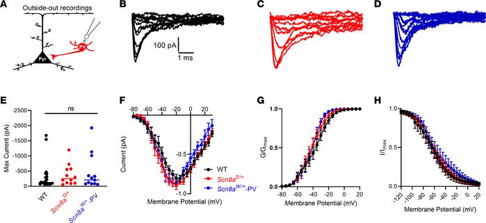 Transient sodium currents in WT, Scn8aD/+, and Scn8aW/+ PV interneurons....