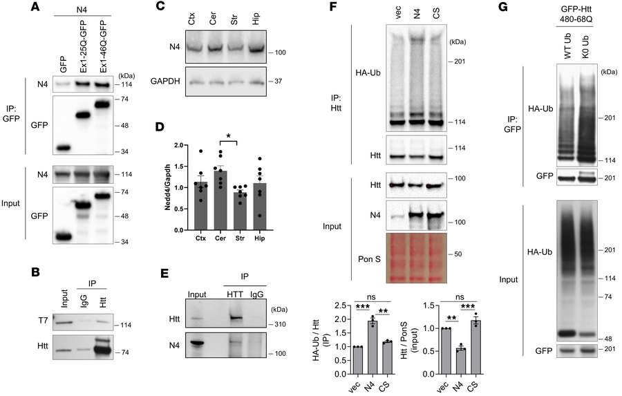 Nedd4 is an E3 ubiquitin ligase for Htt.
(A) Interaction between Nedd4 a...