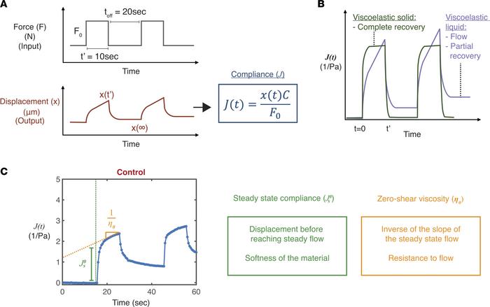 Creep compliance measurement reveals that unstimulated mucus shows visco...