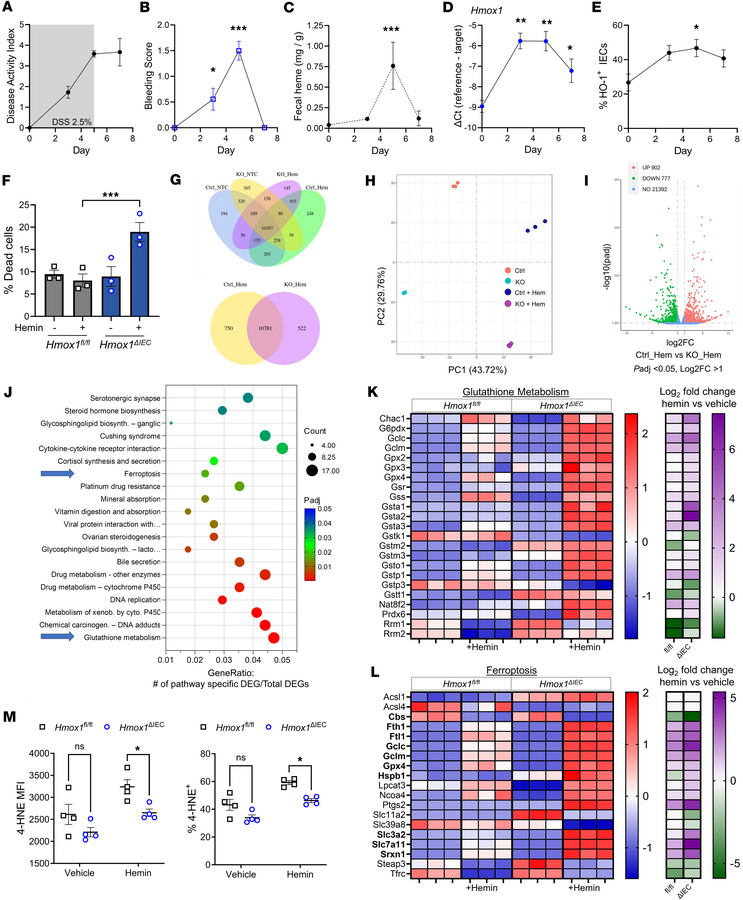 Influence of HO-1 on heme-linked stress responses in colonic epithelial ...