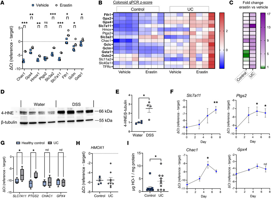 HO-1 is induced alongside genes associated with ferroptosis and antioxid...