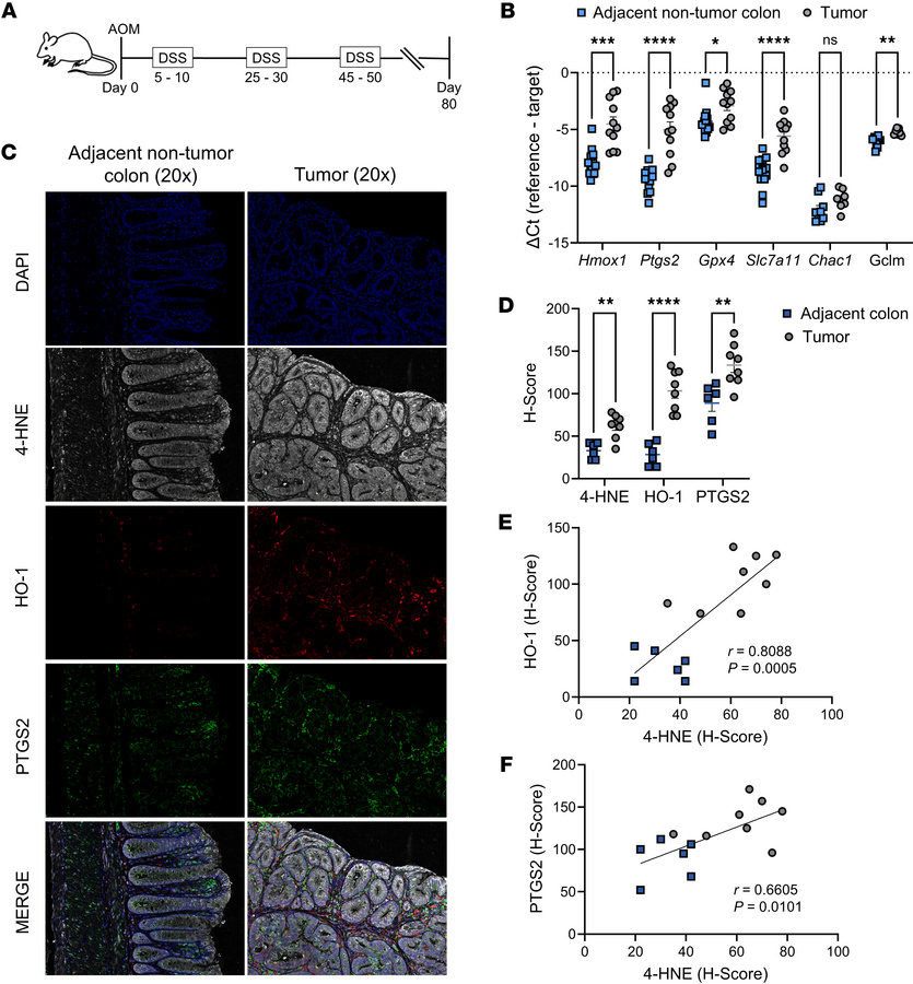 HO-1, lipid peroxidation, and ferroptosis response genes are upregulated...