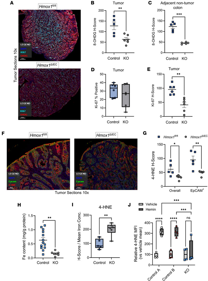 Epithelial HO-1 regulates oxidative damage, iron levels, and stress adap...
