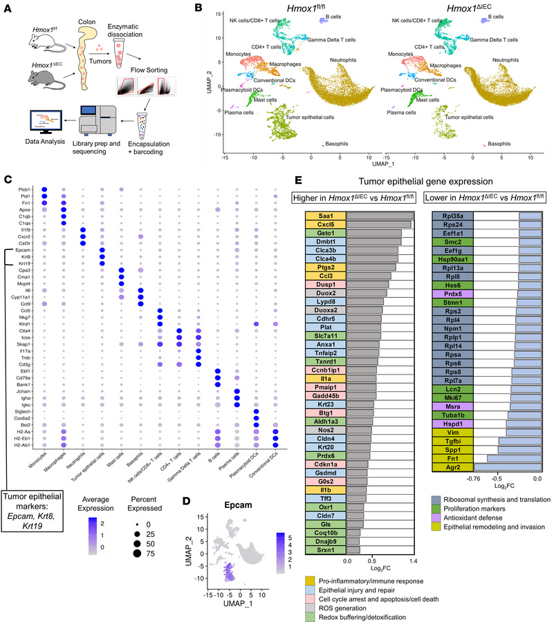 Loss of epithelial HO-1 induces a stress-adaptive transcriptional shift ...