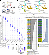 Loss of epithelial HO-1 induces a stress-adaptive transcriptional shift in