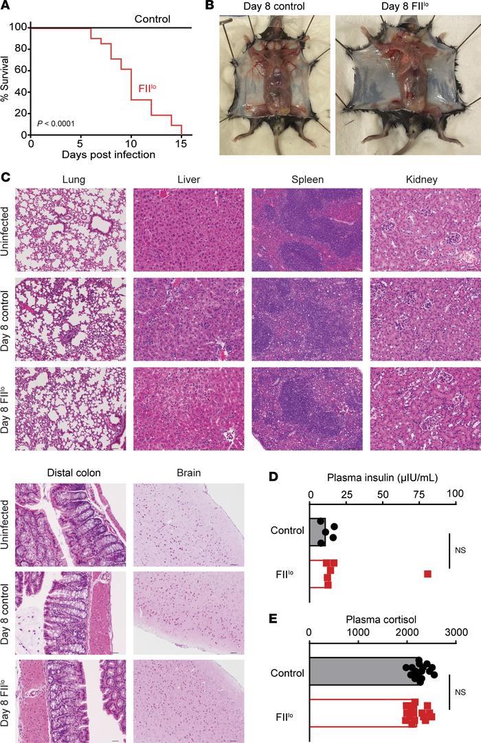 Prothrombin is required for survival of mice during chronic virus infect...