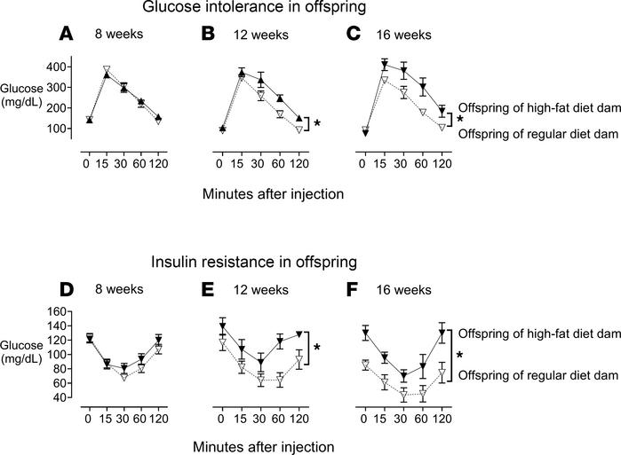 Impaired glucose tolerance and insulin resistance in offspring of HFD da...