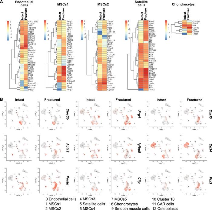 Periosteal cells from intact and fractured bones have distinct transcrip...