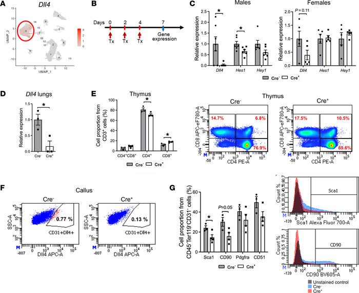 Notch signaling in fracture healing.
(A) Feature plot of Dll4 expression...