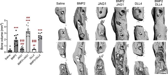 Notch ligands improve critical size femoral defect healing.
BMP2 (5 μg),...
