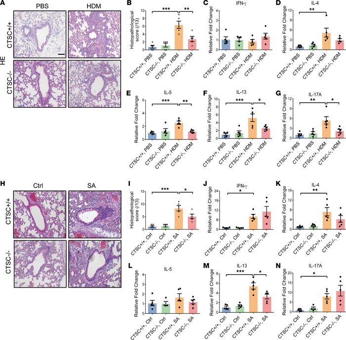 Airway inflammation is markedly alleviated in the absence of CTSC.
(A) R...