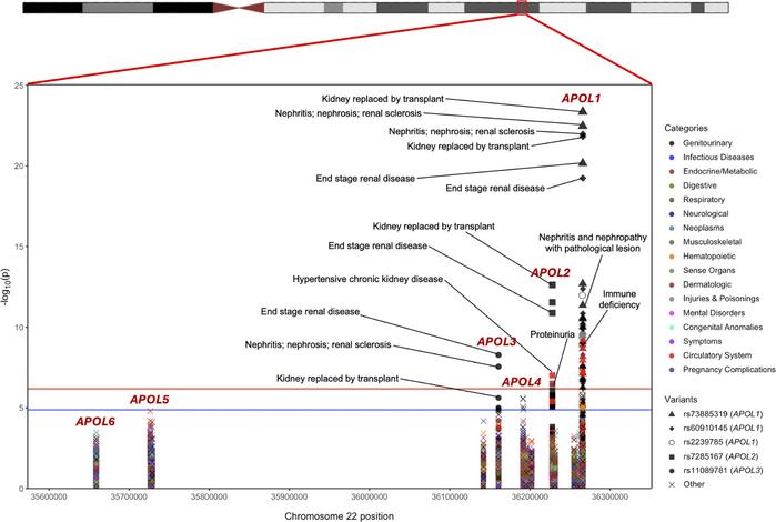 PheWAS for 62 protein-altering variants in APOL genes.
Associations were...