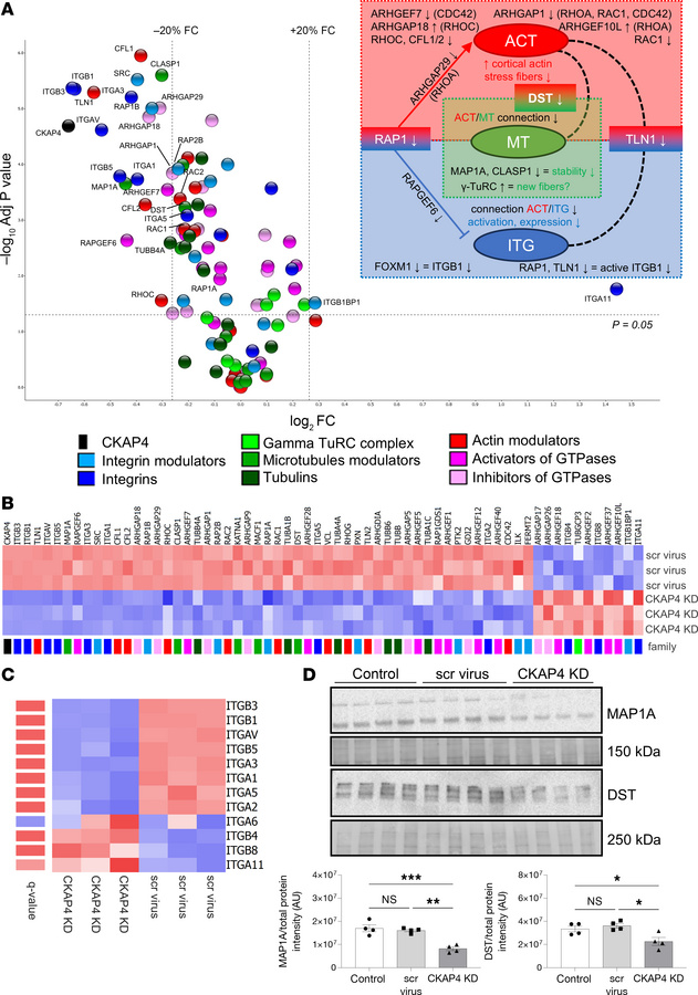 CKAP4 KD influences protein families related to cytoskeleton dynamics.
V...