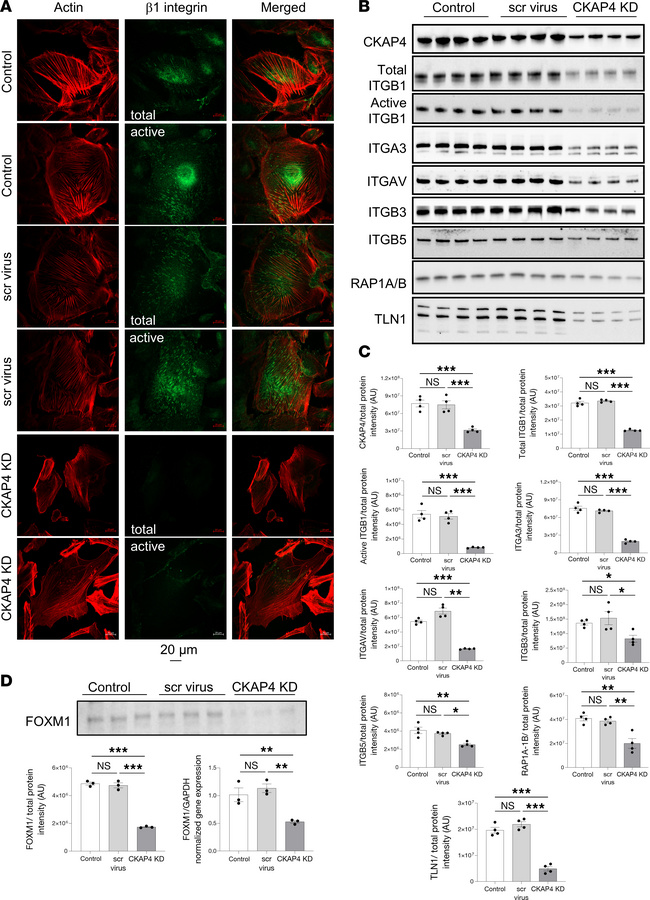 CKAP4 KD causes downregulation of integrins and influences their modulat...