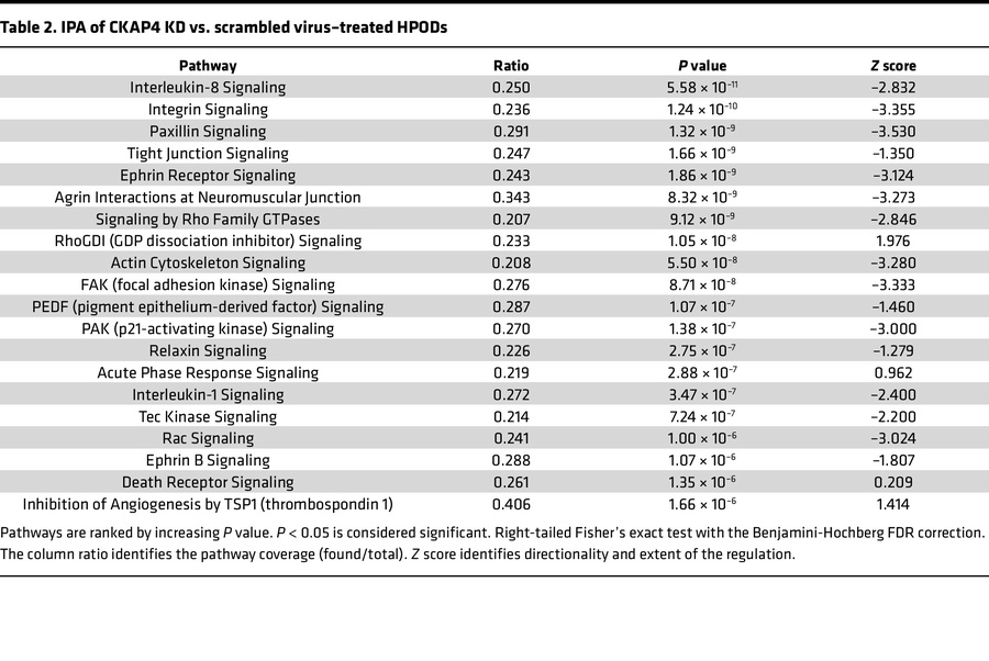 IPA of CKAP4 KD vs. scrambled virus–treated HPODs