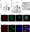 CKAP4 expression and localization in glomerular cells in vitro.