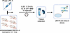Schematic of biodistribution and pharmacokinetics experiment.