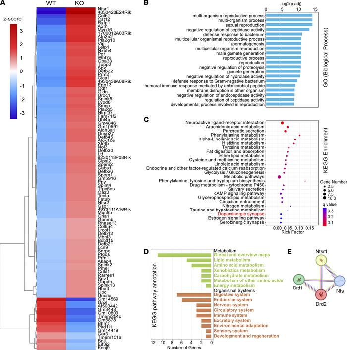 Transcriptomic analysis of ASCs reveals metabolic disturbance and the in...