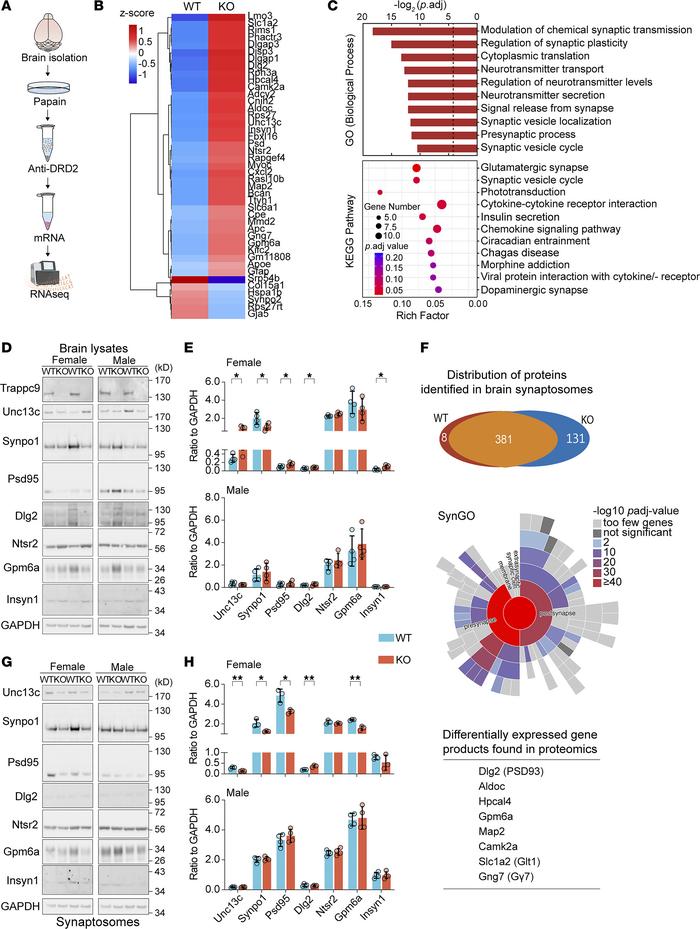 Transcriptomic and proteomic analyses reveal signs of impairments in neu...