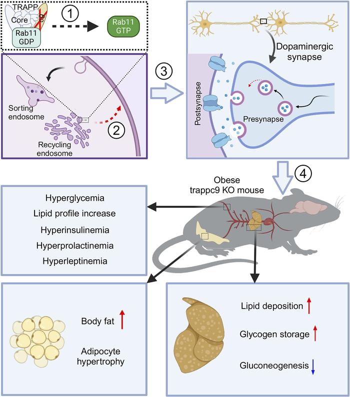 Schematic representation of obesity onset induced by the deficiency of T...