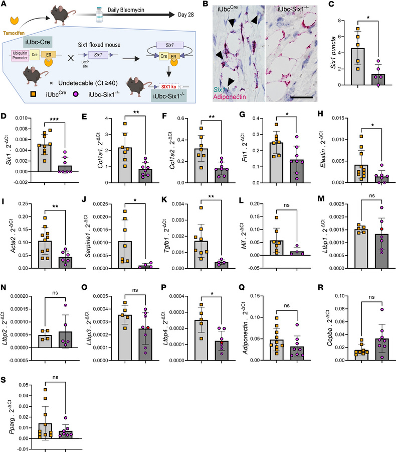 Inducible global deletion of Six1 inhibits fibrotic gene expression in s...