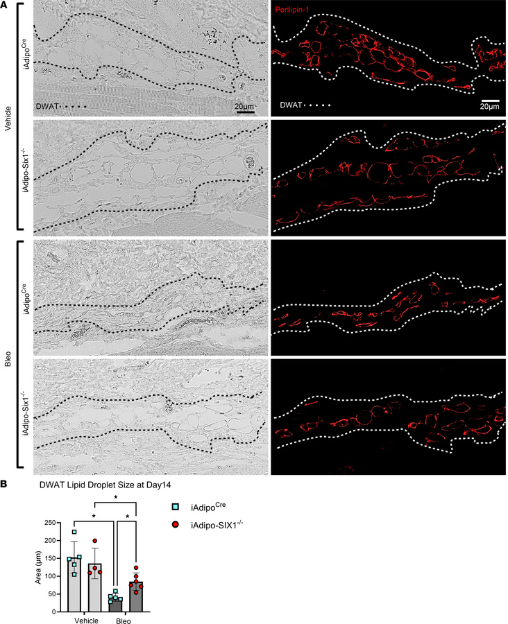 Lipid droplets are preserved in bleomycin-treated adipocyte-Six1–deficie...